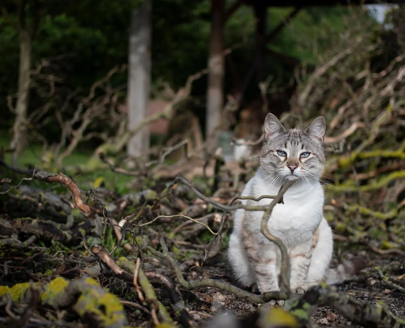 Le Chat Blanc Versols-et-Lapeyre 3*,