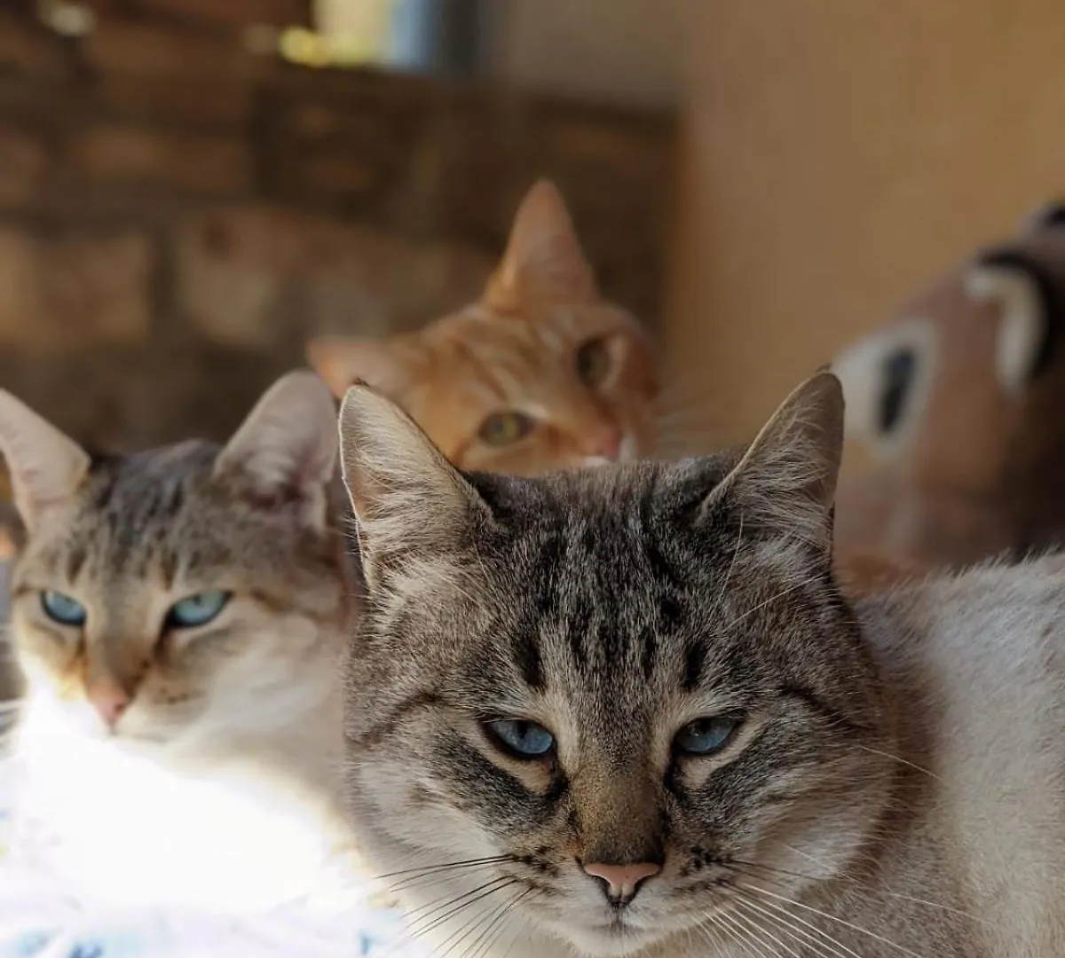 Le Chat Blanc Versols-et-Lapeyre