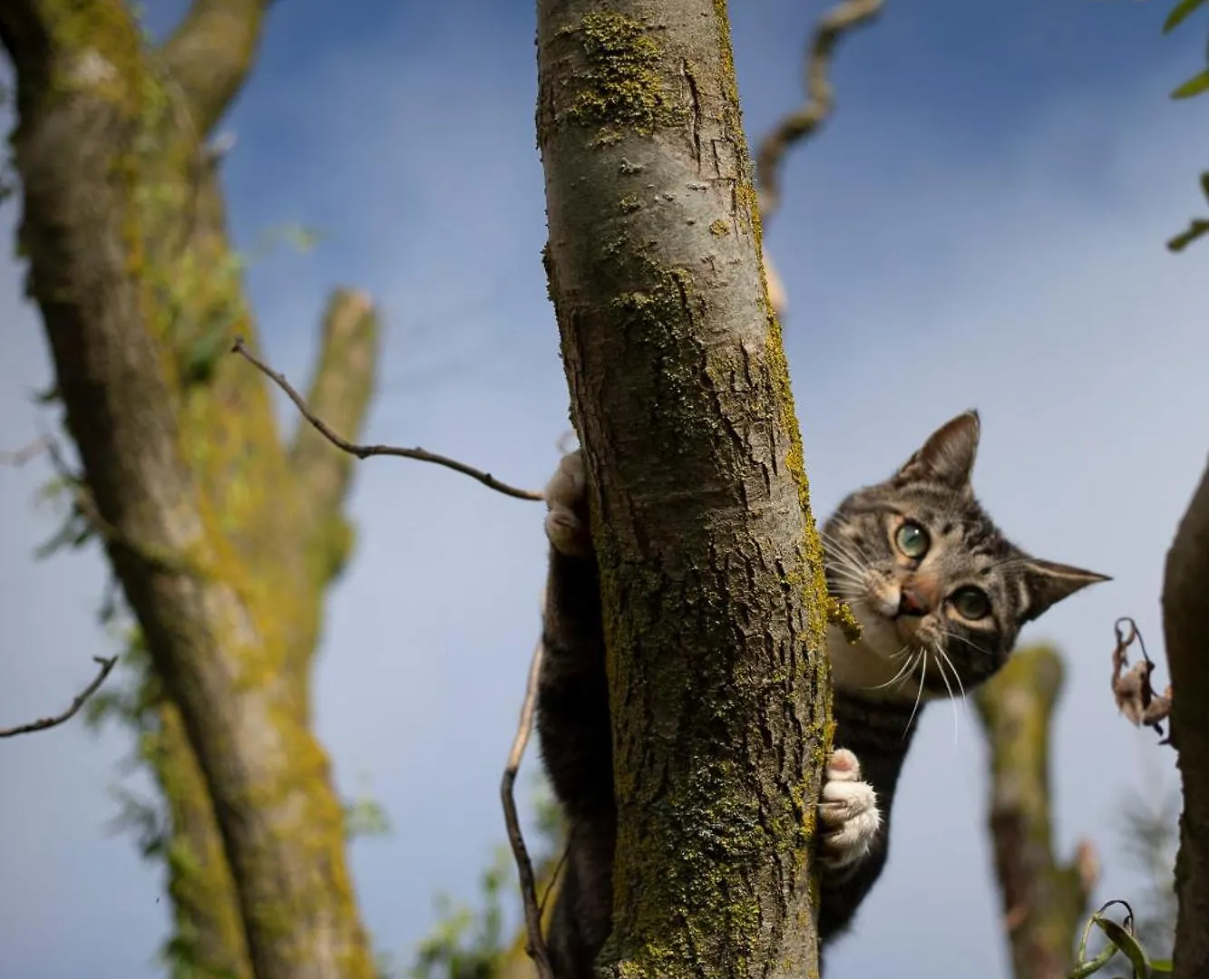Frühstückspension Le Chat Blanc Versols-et-Lapeyre
