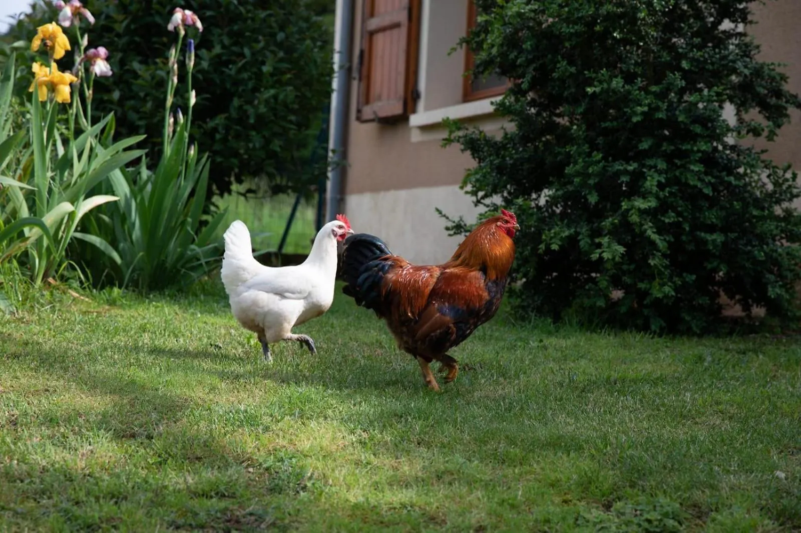 Le Chat Blanc Versols-et-Lapeyre Frankreich